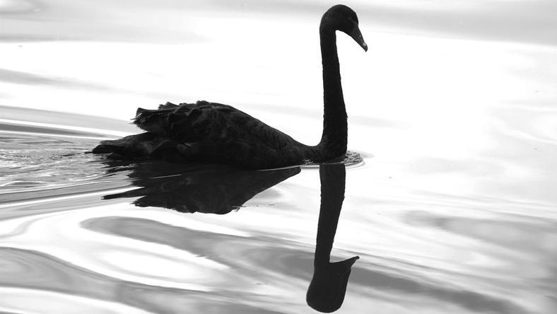 如何用资产配置的方式洗白一只“黑天鹅”?